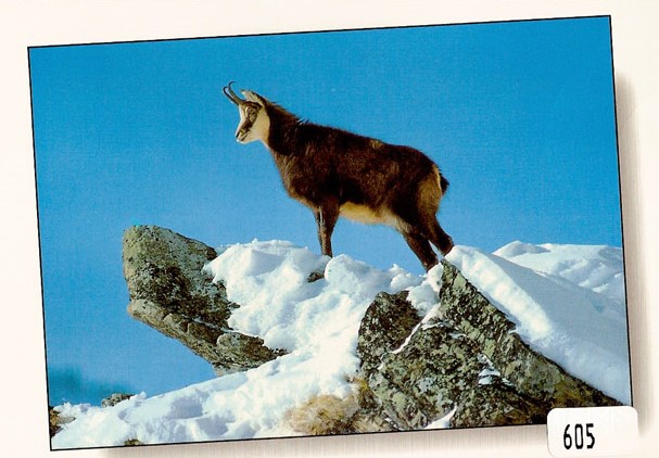 [CP 206347] Postcards 00605 w Chamois dans la neige