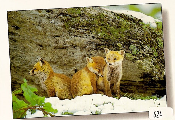 [CP 206346] Postcards 00624  w Fuchs im Schnee