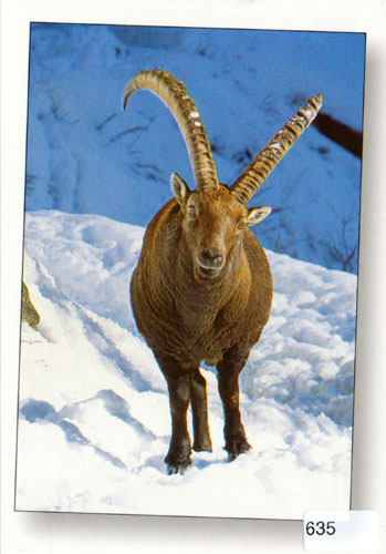 [CP 206345] Postcards 00635 w bouquetin