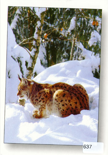 [CP 206344] Postcards 00637 w Luchs