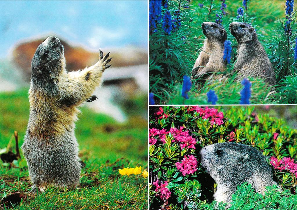 [CP 206513] Postcards 05650 Marmottes 