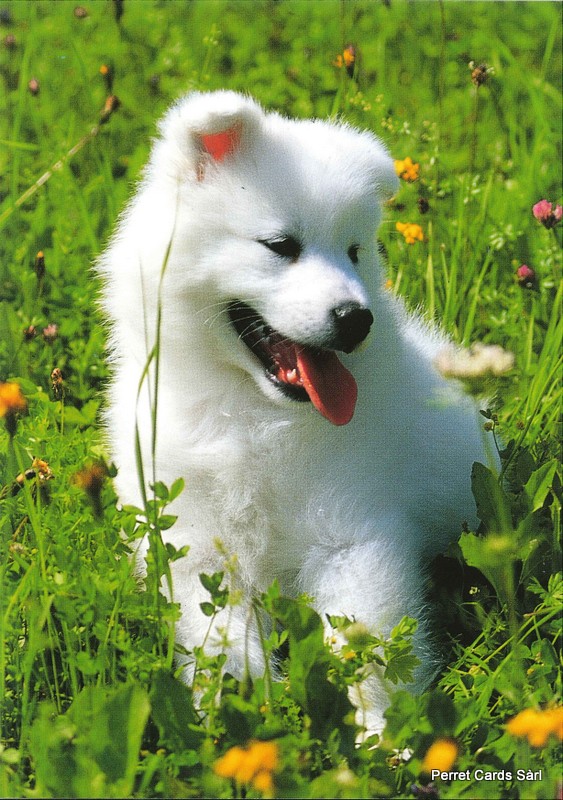 [CP 206425] Postcards 06038 Hund