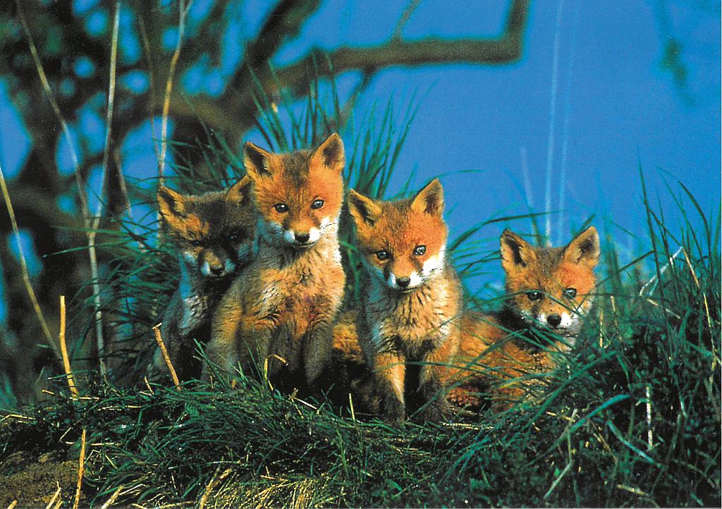 [CP 206478] Postcards 06079 jeunes renards 