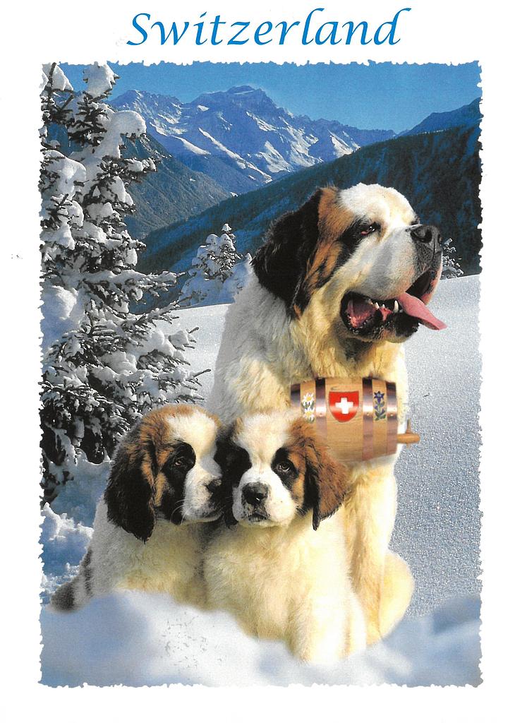 [CP 208447] Postcards 06083 w Saint-Bernard 