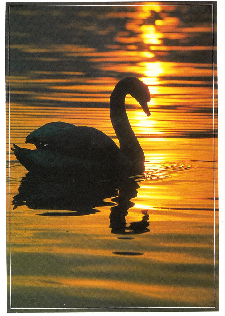 [CP 206382] Postcards 0616 Schwan