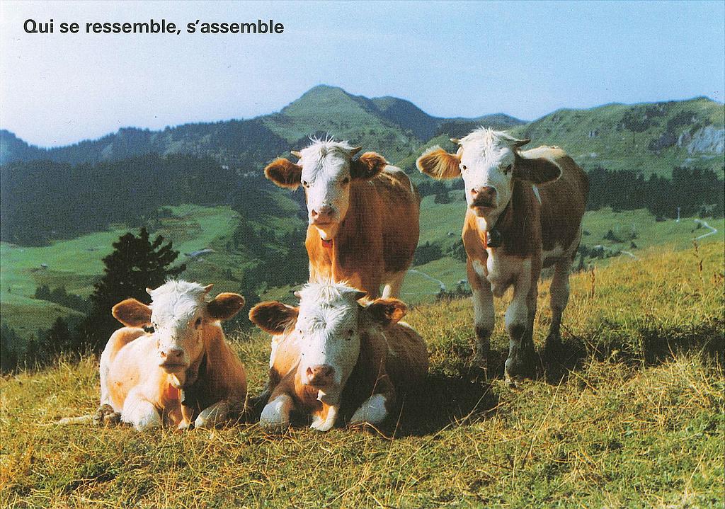 [CP 206450] Postcards 12597 Vaches 'Qui se ressemble, s'assemble'