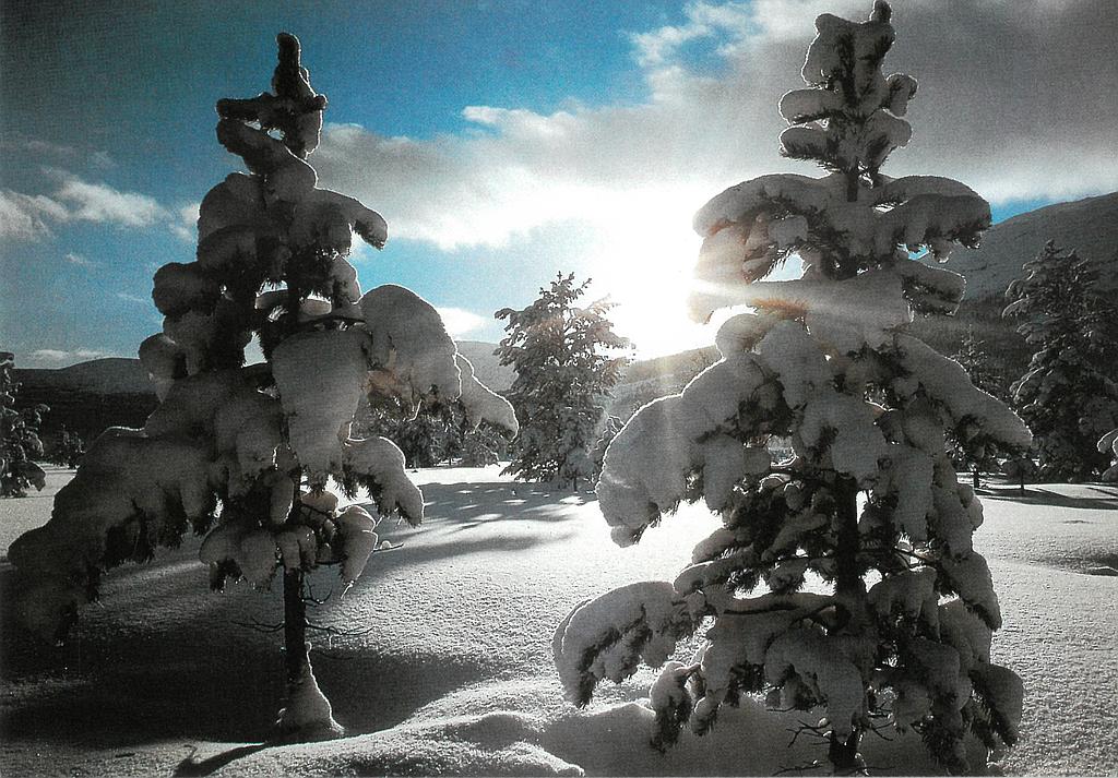 Postcards 13154 w Paysage d'hiver
