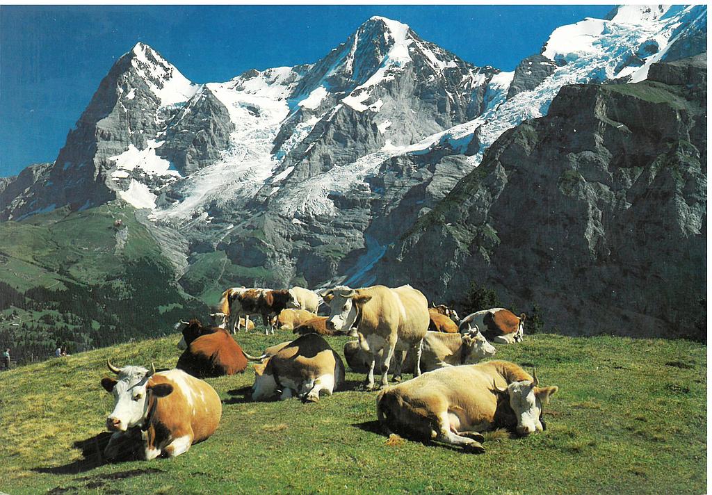 [CP 209232] Postcards 13280 Eiger,Mönch