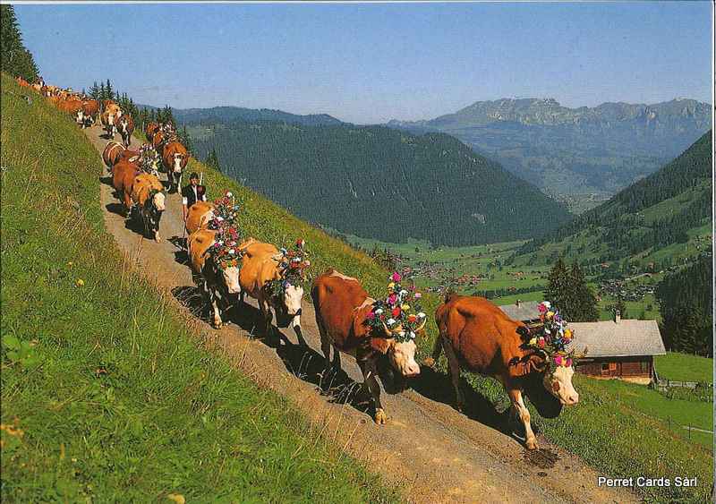 [CP 206531] Postcards 13444 Descente de l'alpage
