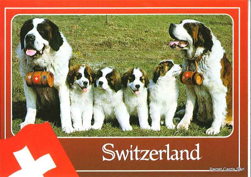 [CP 206486] Postcards 14004 Switzerland (Bernhardiner)