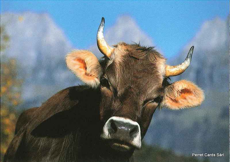 [CP 206688] Postcards 18612  vache suisse