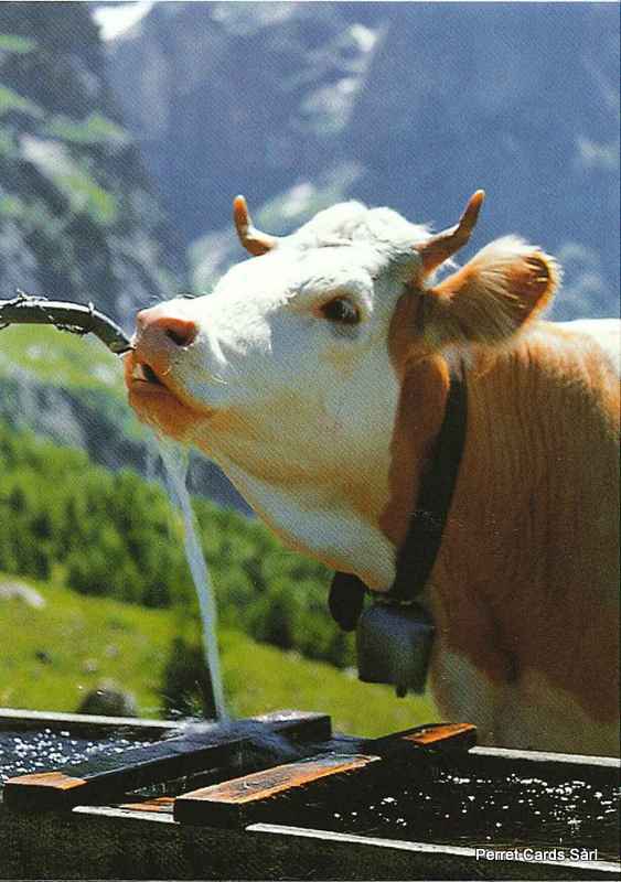 [CP 208104] Postcards 19486-10 Vache à l'abreuvoir 