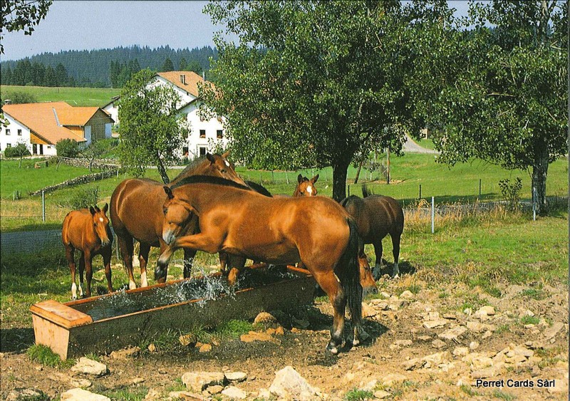 [CP 204610] Postcards 20545 Pferde Jura