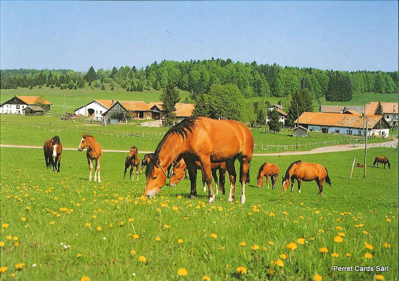 [CP 204982] Postcards 20546 Franches-Montagnes (chevaux aux pâturages)