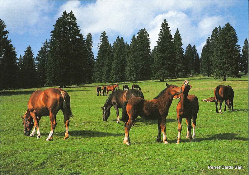 [CP 206403] Postcards 21076 Chevaux (Pâturages des Franches-Montagnes)