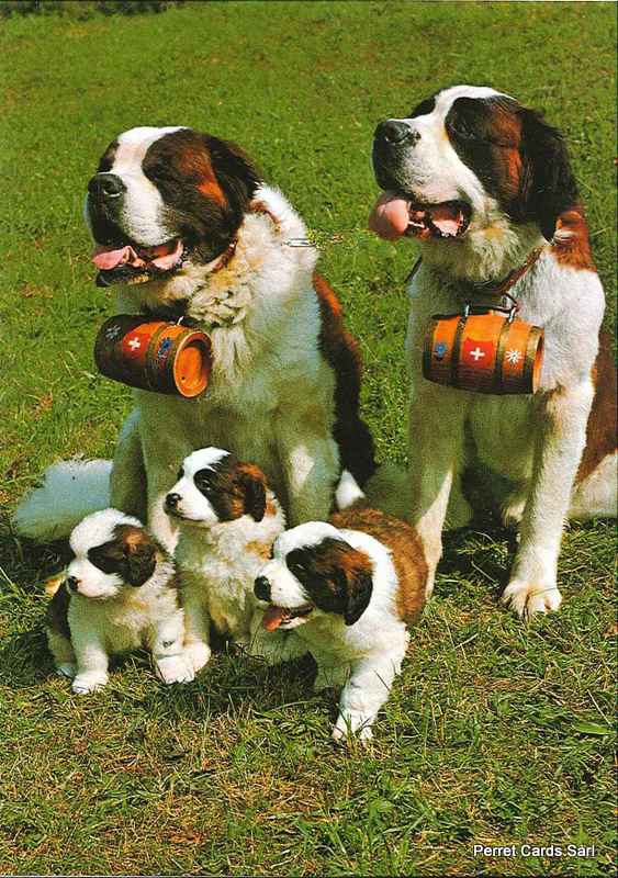 [CP 206479] Postcards 21514 Chiens St-Bernard