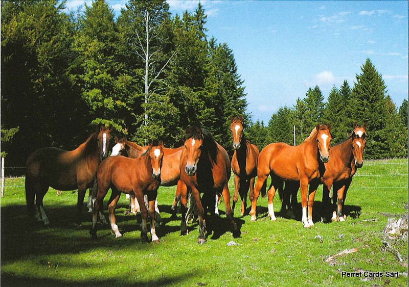 [CP 207184] Postcards 22174 Pferde (Freiberge)