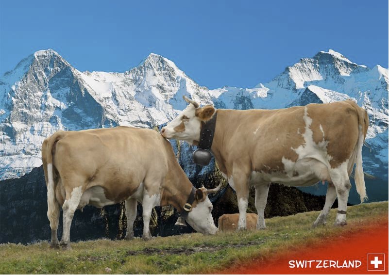 Postcards 27369 Vaches &quot;Switzerland&quot; (copy)