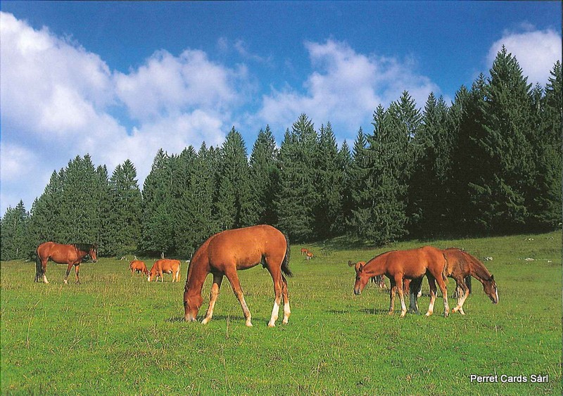 [CP 209398] Postcards 25116 Chevaux (vers Les Cerlatez)