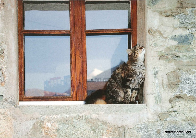 Postcards 25794 Chat