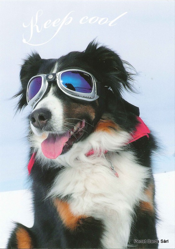[CP 206437] Postcards 26598 w Chien 'Keep cool'