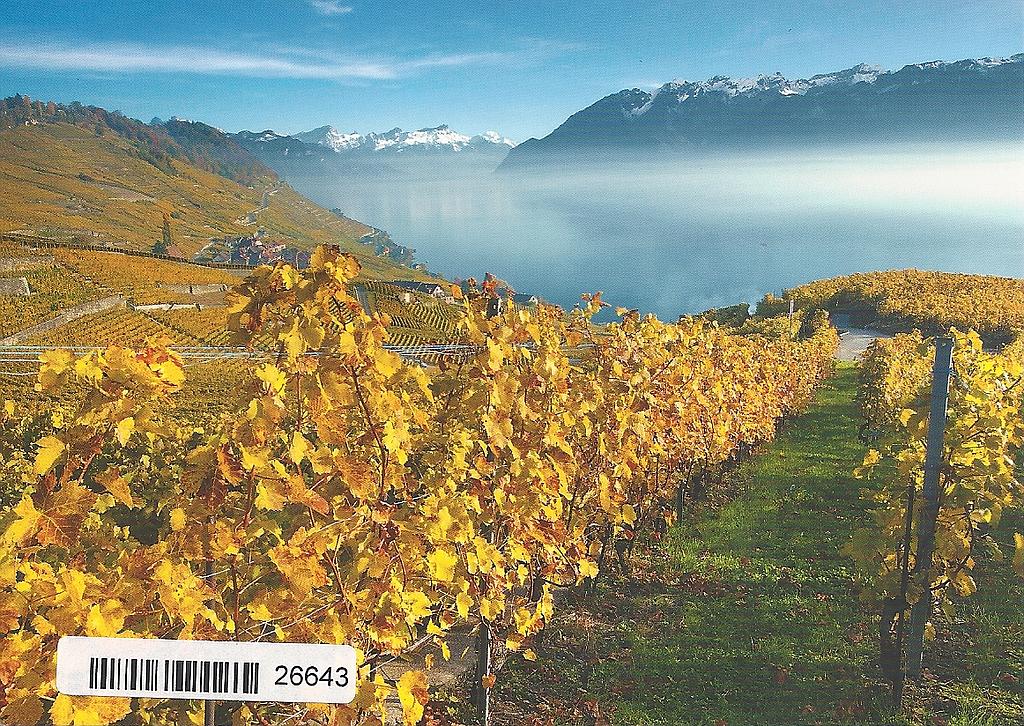 [CP 203532] Postcards 26643 Epesses