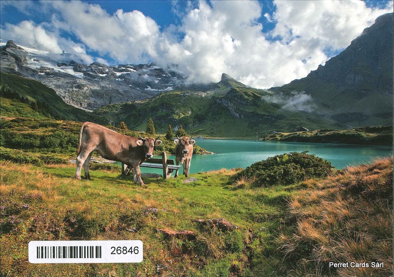 [CP 206680] Postcards 26846 Vaches à l'alpage