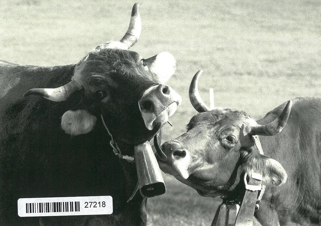 [CP 206675] Postcards 27218 Kuh