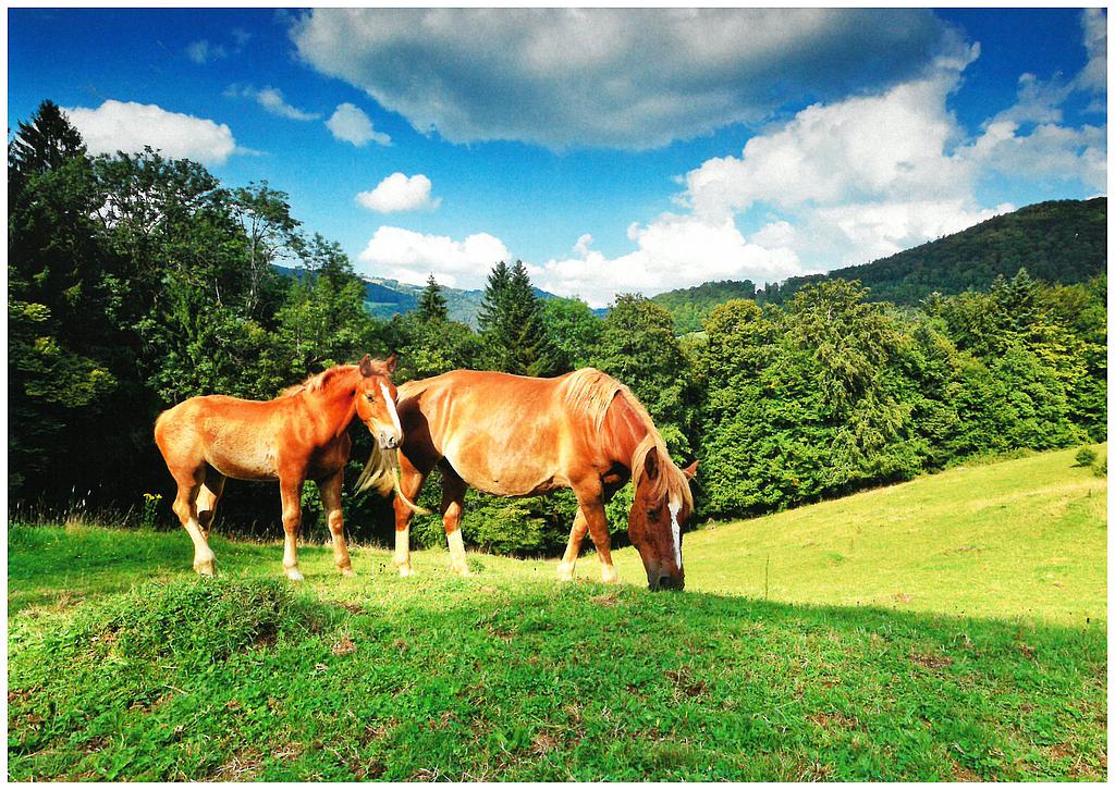 [CP 200934] Postcards 27553 Chevaux (Fr.-Montagnes)