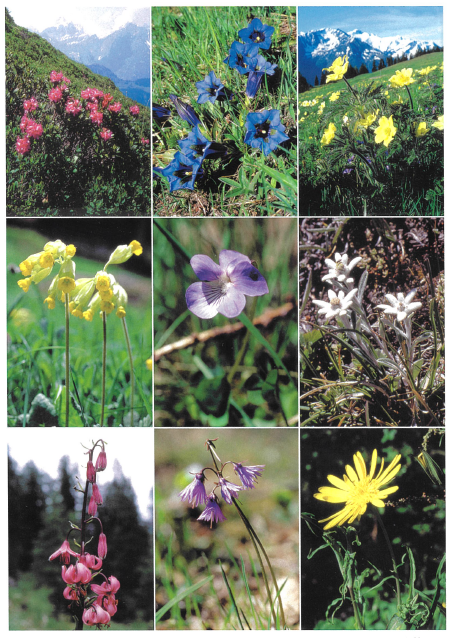Postcards 90107 Fleurs des Alpes