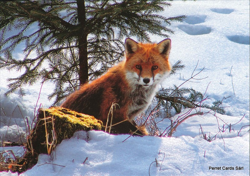 [CP 206351] Postcards 91124 w Renard 