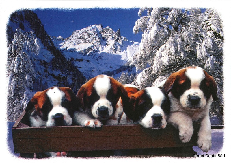 [CP 206350] Postcards 91127 w Bernhardinerhunde