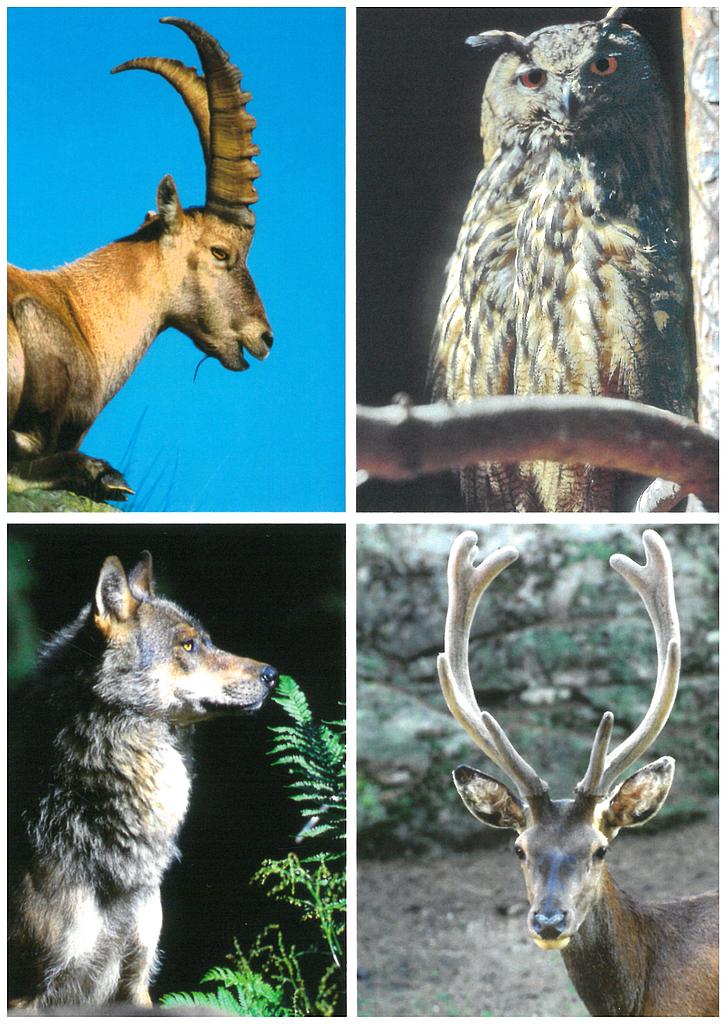 [CP 206484] Postcards 96004 Steinbock, Uhu, Wolf, Hirsch