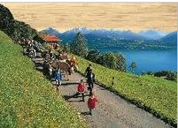 [BZ33463733] Postcards Bambou Désalpe