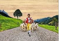 [BZ33463730] Postcards Bambus Alpabzug