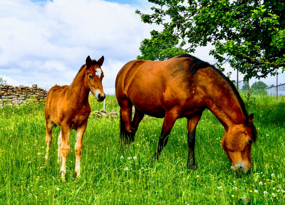 [CP JU155] Postcards Chevaux des Franches-Montagnes