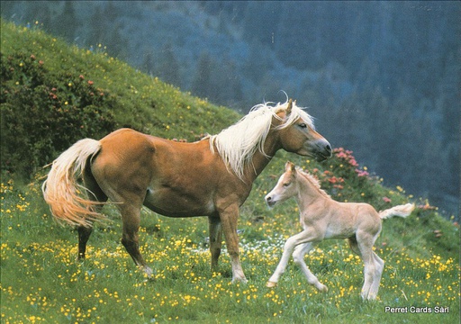 [Horse5] Postcards Horse5 (18 x Fr. 1.- Liq.) Chevaux