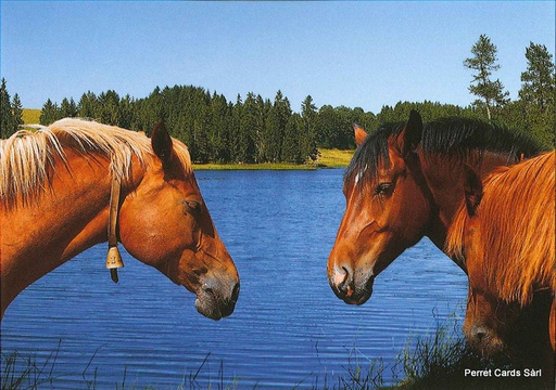 [1020269] Postcards 20269 Chevaux