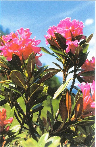 [MN-BL P60055_Liq.] Mini Blanco Liquidation Rhododendron