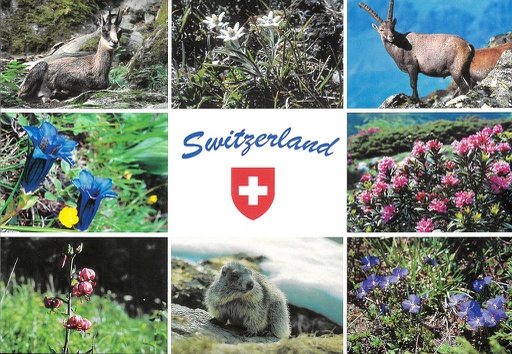 [6190070] Postcards 90070 Switzerland