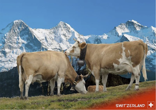 [CR 8314] Postcards 27369 Vaches &quot;Switzerland&quot; (copy)